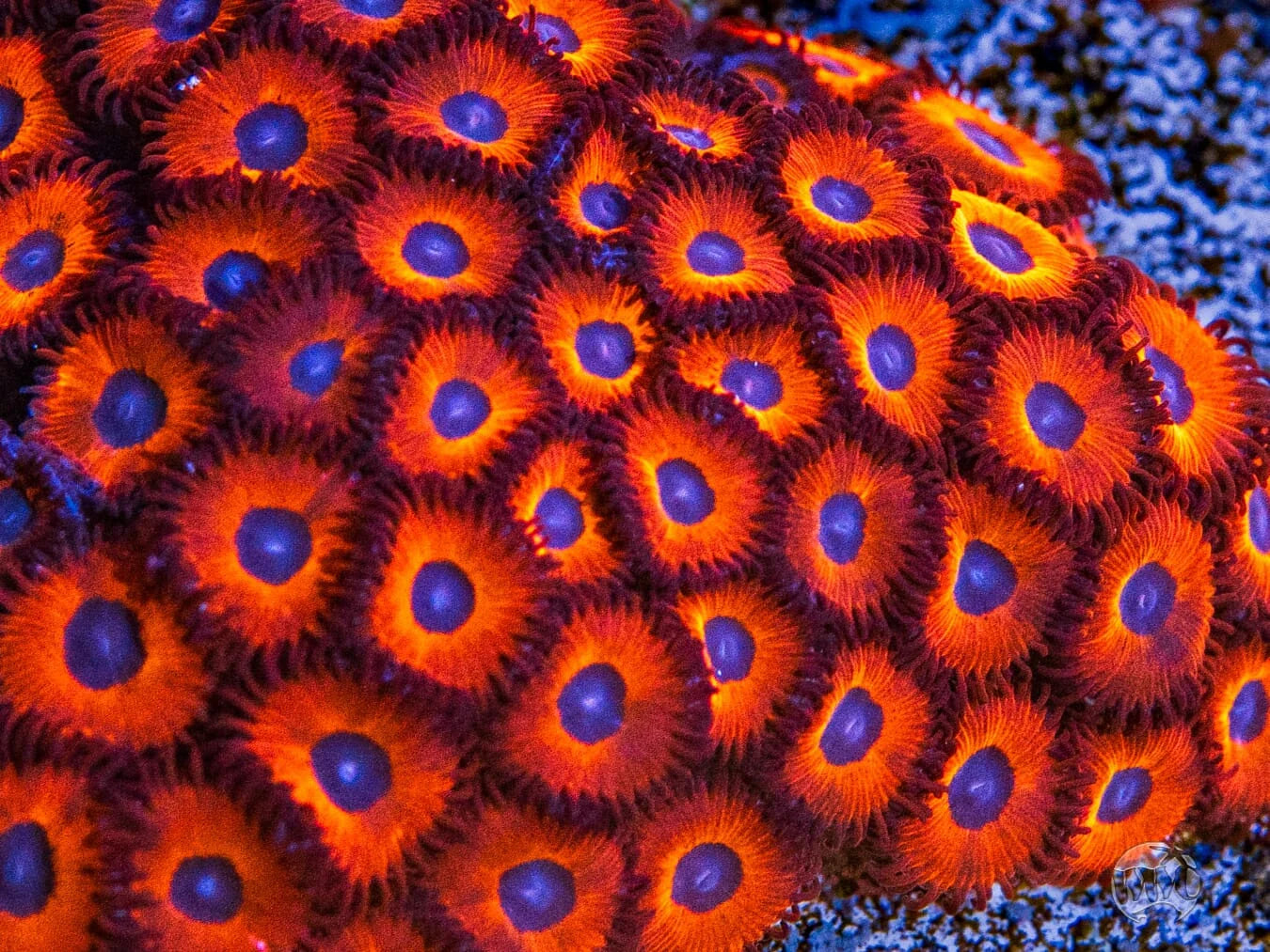 WWC Kedds Reds Zoanthids