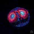 WWC Magicians Zoanthids