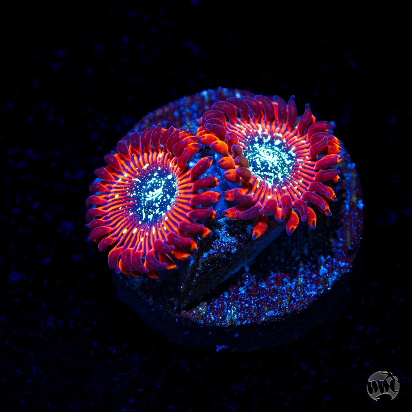 WWC Magicians Zoanthids