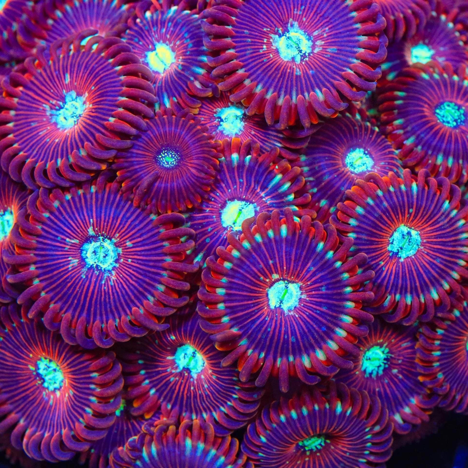 WWC Magicians Zoanthids