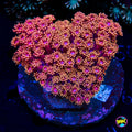WWC Mai Tai Micro Goniopora Coral
