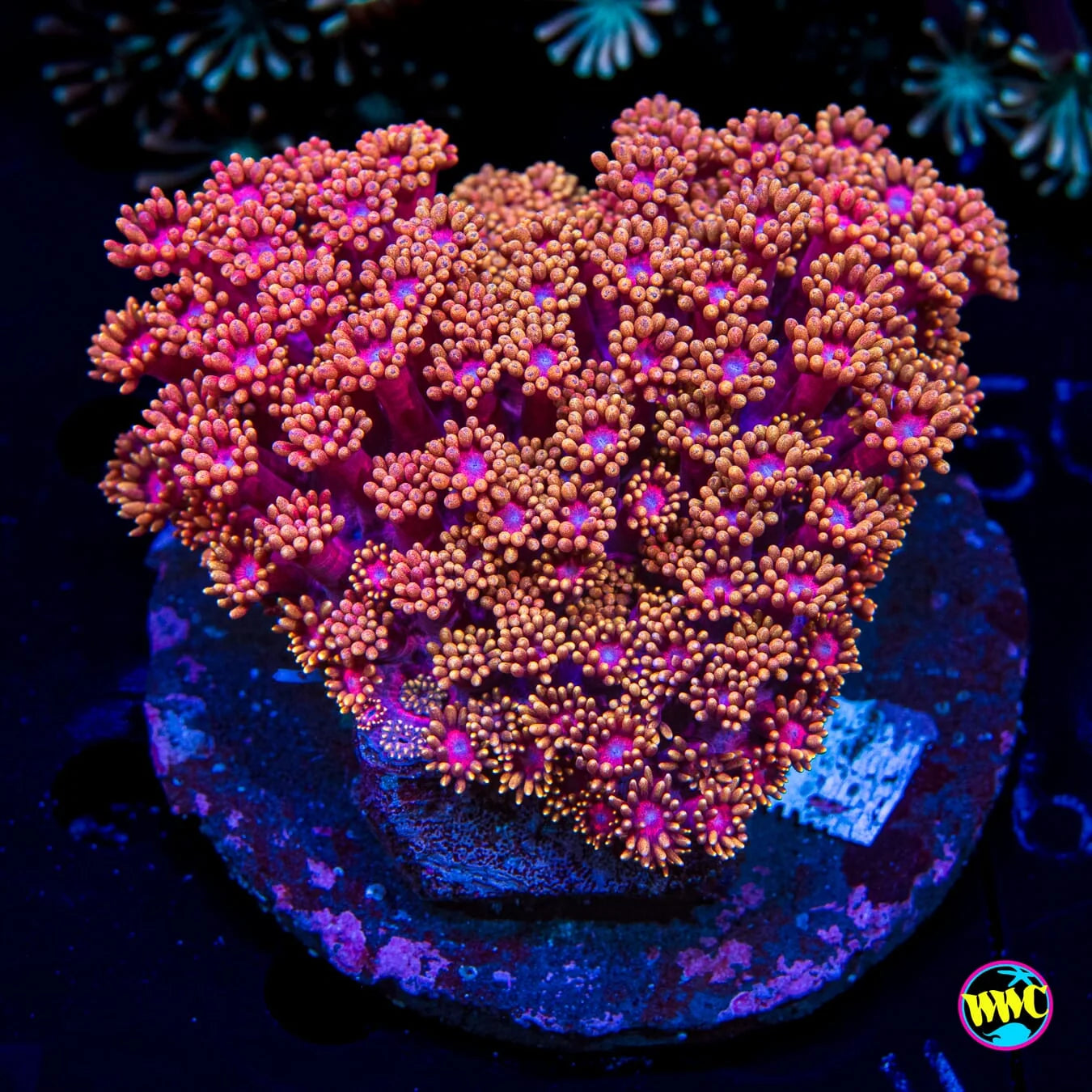 WWC Mai Tai Micro Goniopora Coral