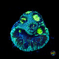 WWC Necromancer Favia Coral