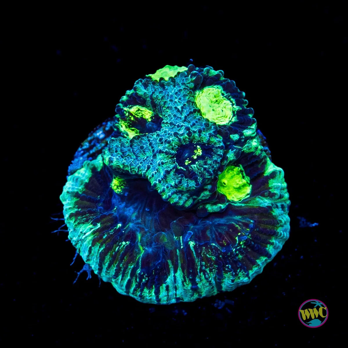 WWC Necromancer Favia Coral