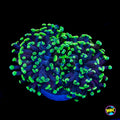 WWC Neon Splatter Branching Hammer