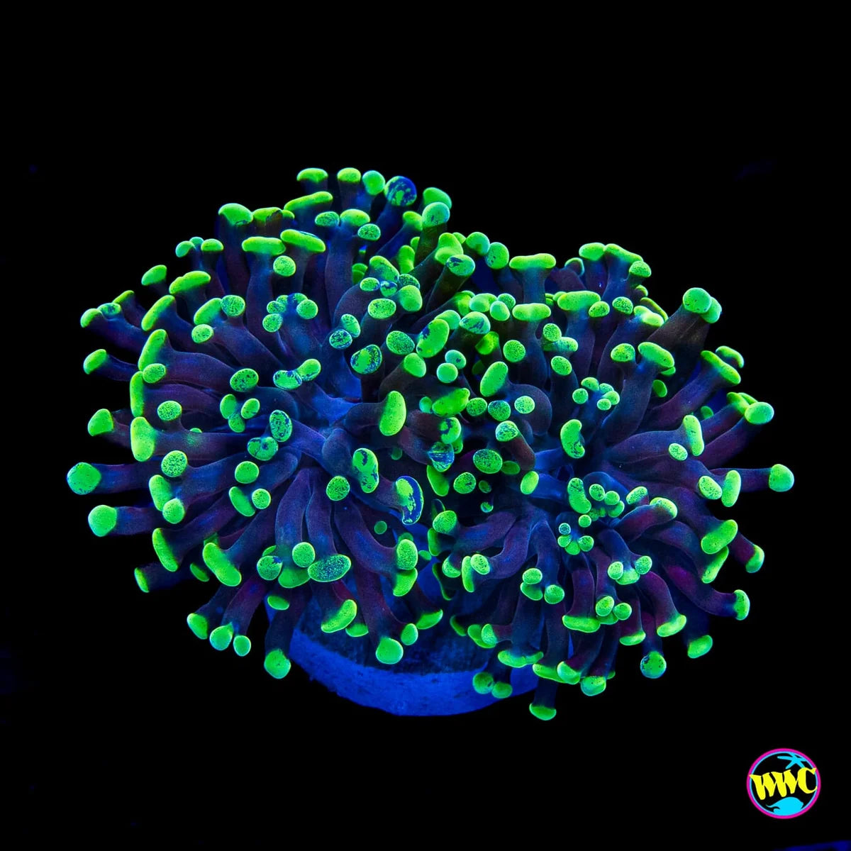 WWC Neon Splatter Branching Hammer