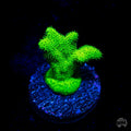 WWC ORA Kelly Green Branching Psammocora Coral