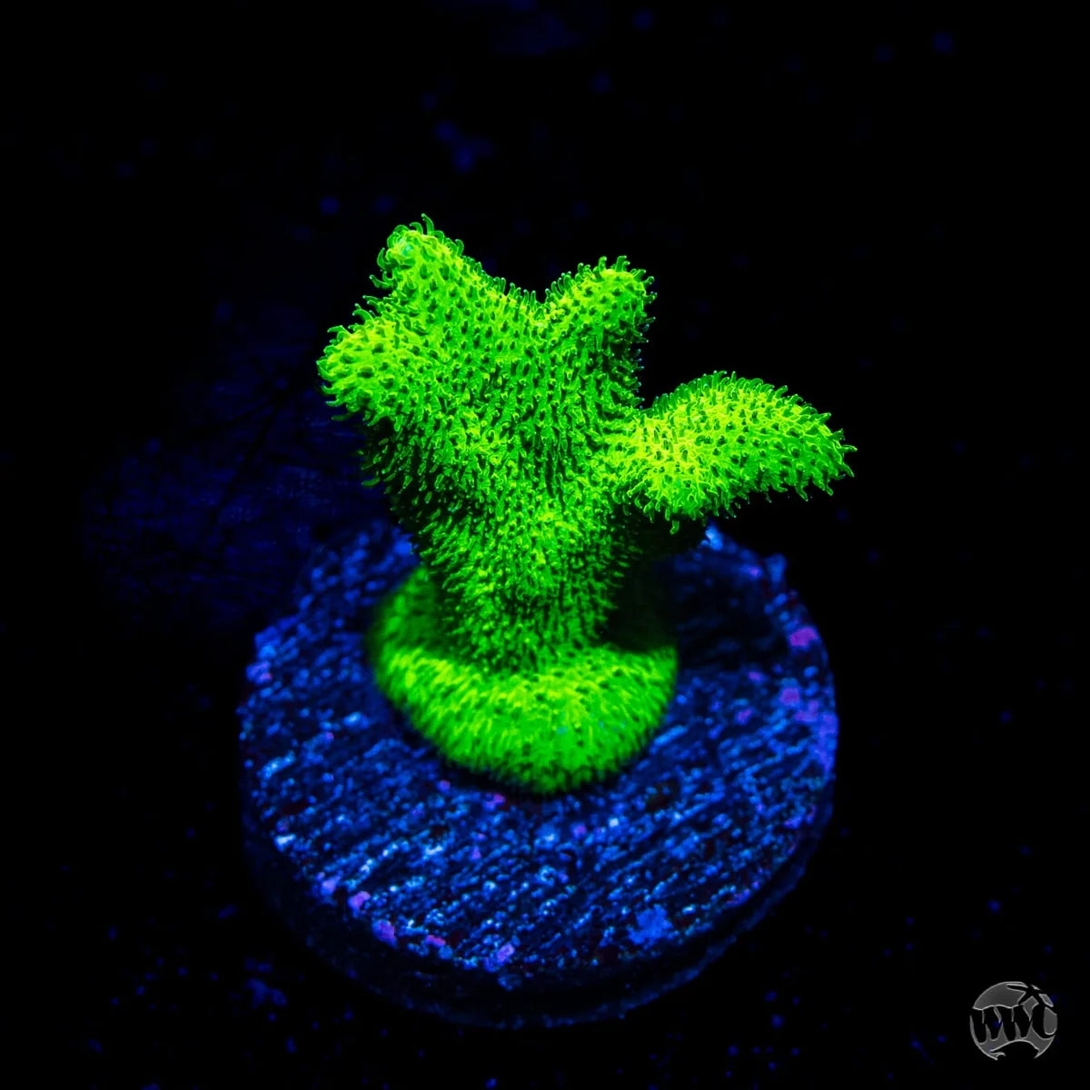 WWC ORA Kelly Green Branching Psammocora Coral