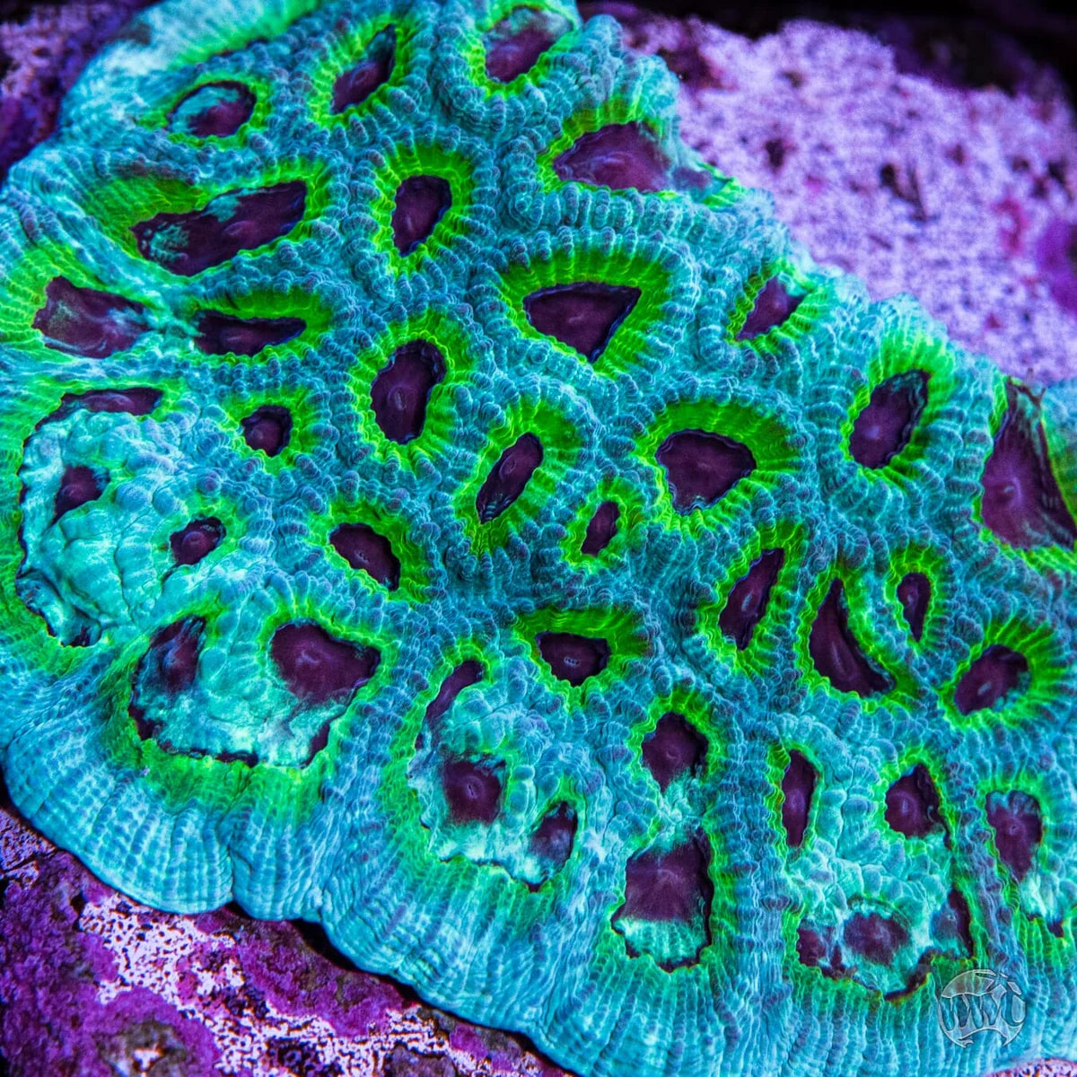 WWC PPE Favia Coral