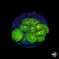 WWC Pine Nutz Zoanthids