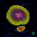 WWC Pink Krakatoa Zoanthids