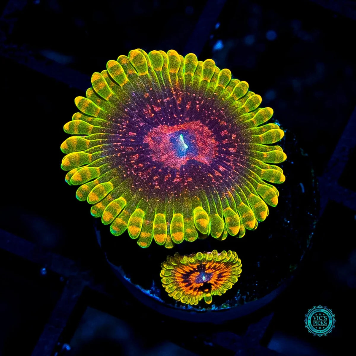 WWC Pink Krakatoa Zoanthids