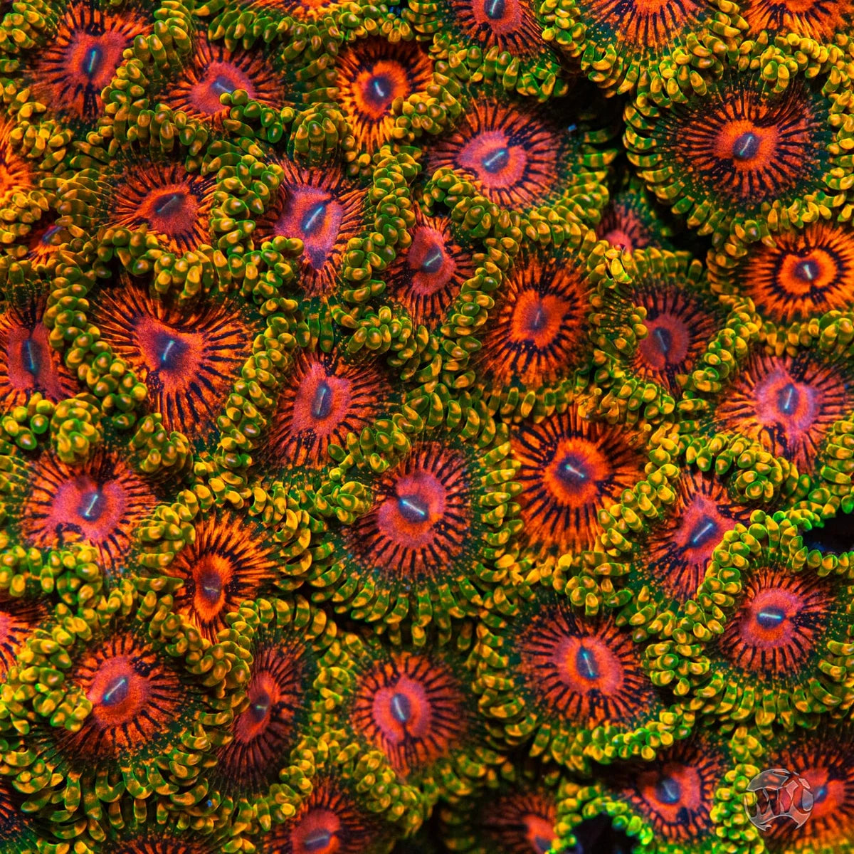 WWC Pink Krakatoa Zoanthids