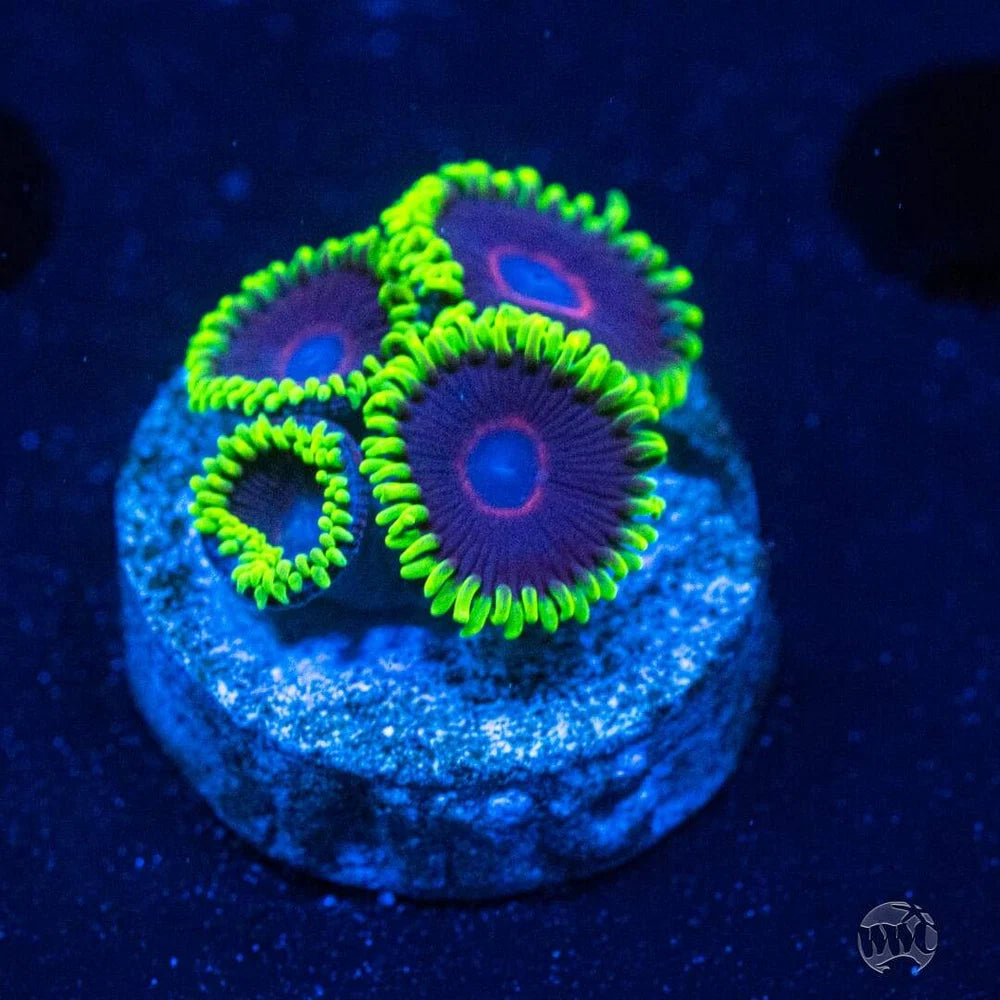 WWC Purple Hearts Zoanthids