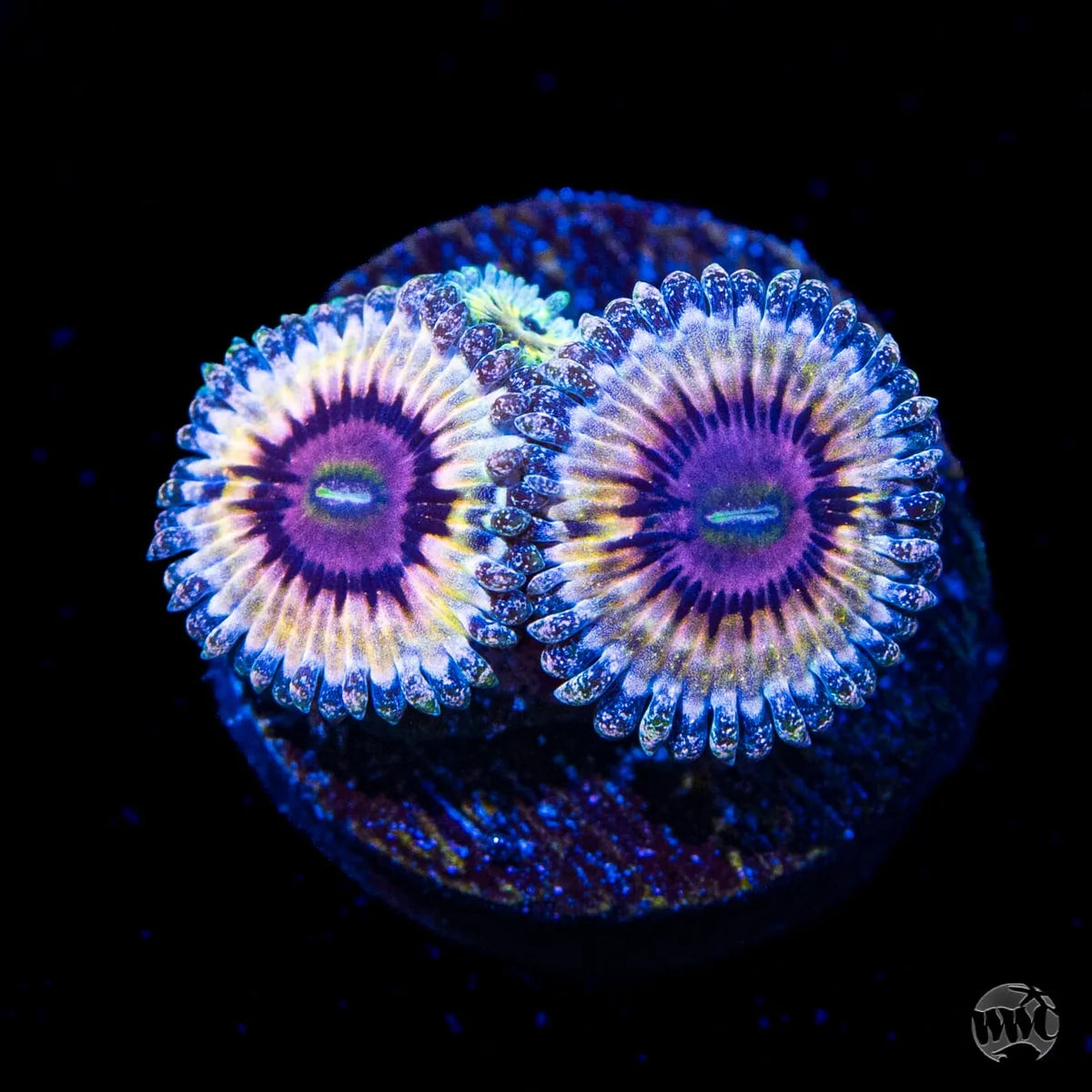 WWC Queen Stratosphere Zoanthids