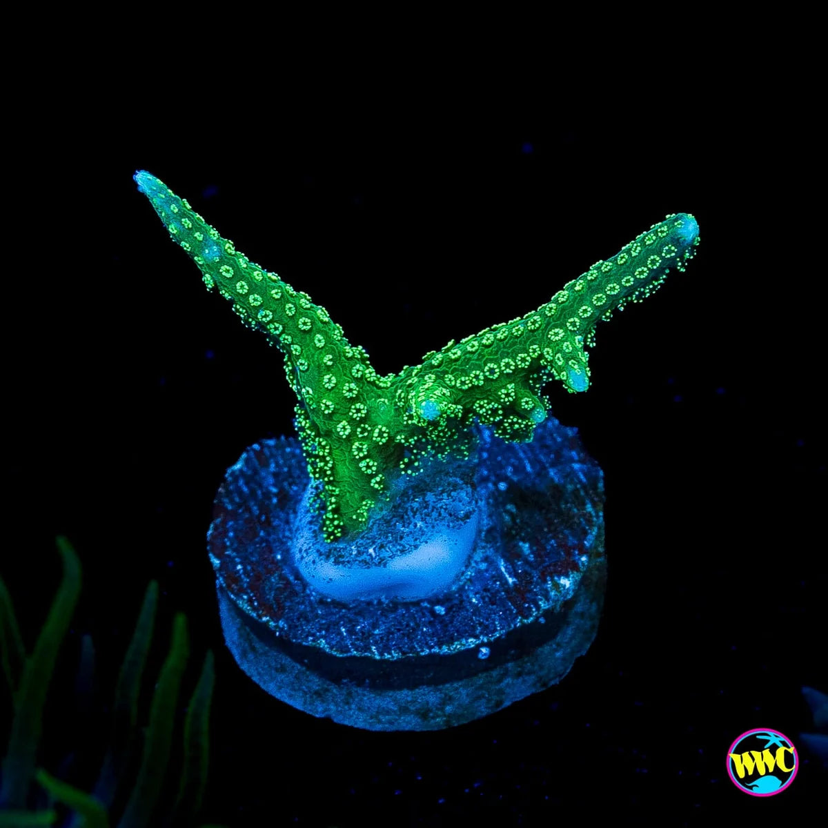 WWC RF Jade Dragon Birdsnest Coral