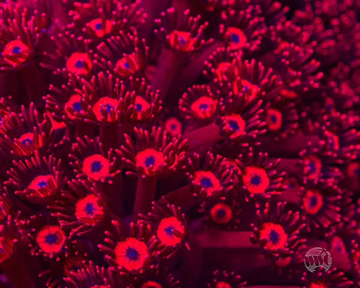 WWC Ragin' Rojo Goniopora