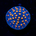 WWC Rainbow Madness Cyphastrea