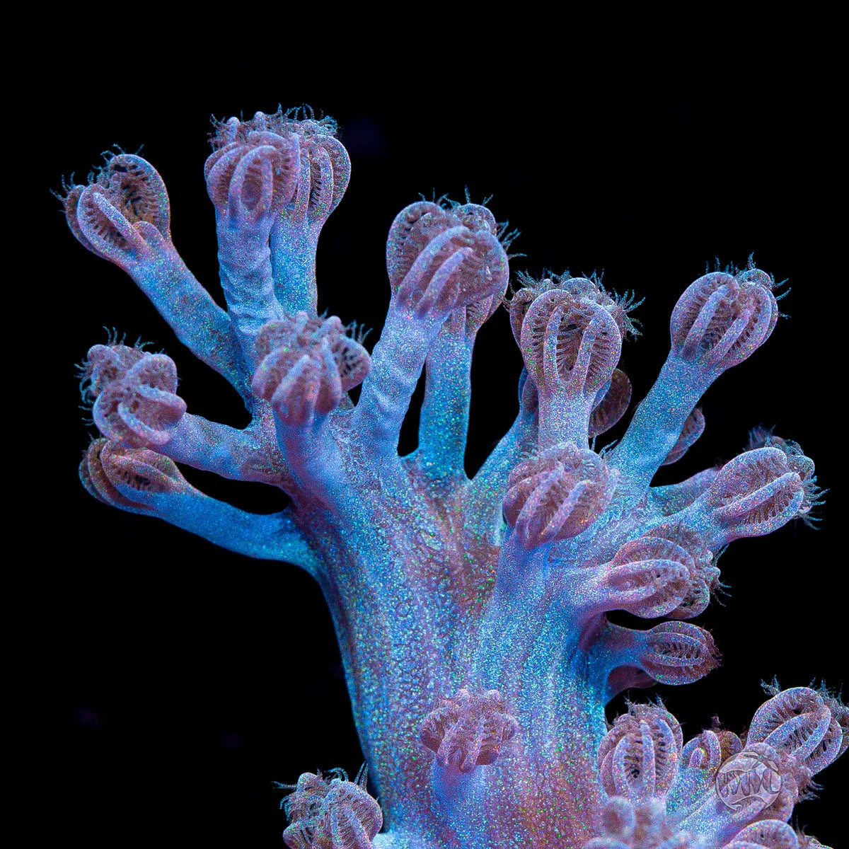 WWC Rainbow Sprinkles Cespitularia