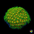 WWC Rogue Leptastrea Coral