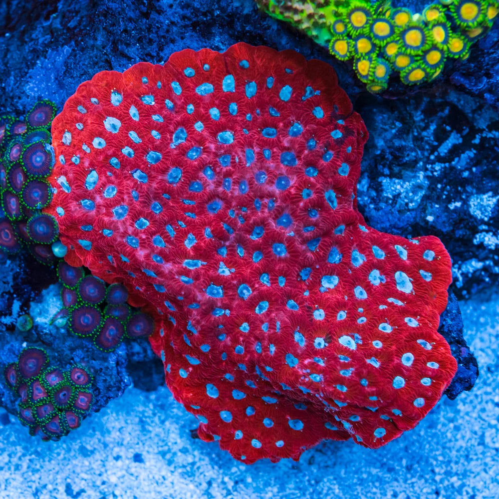 WWC Silver Fox Favites Coral