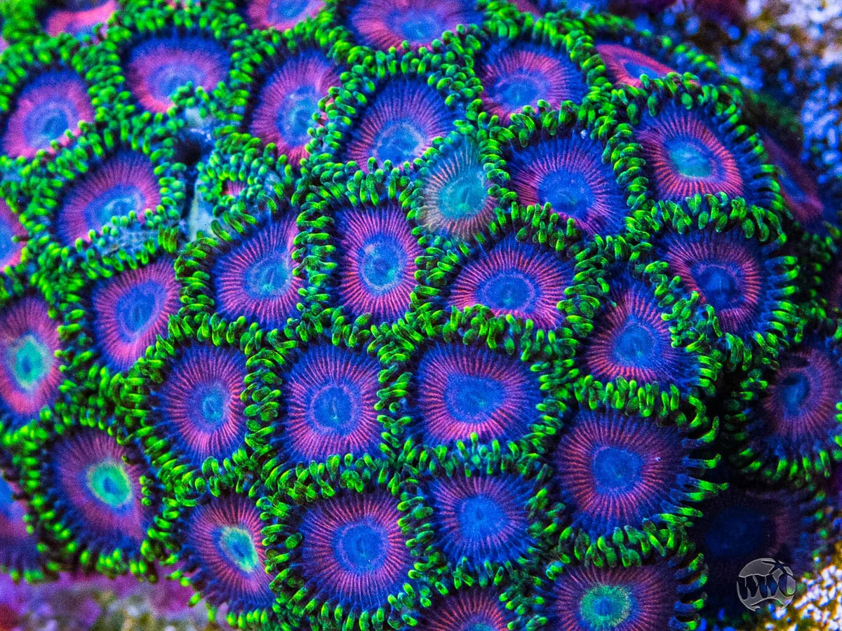 WWC Space Queen Zoanthids