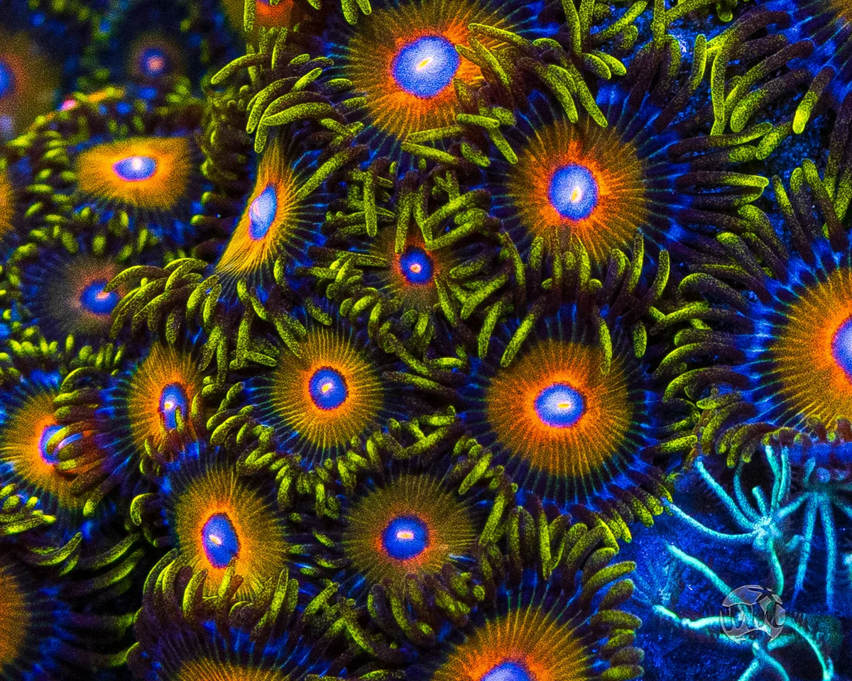 WWC Super Saiyan Zoanthids