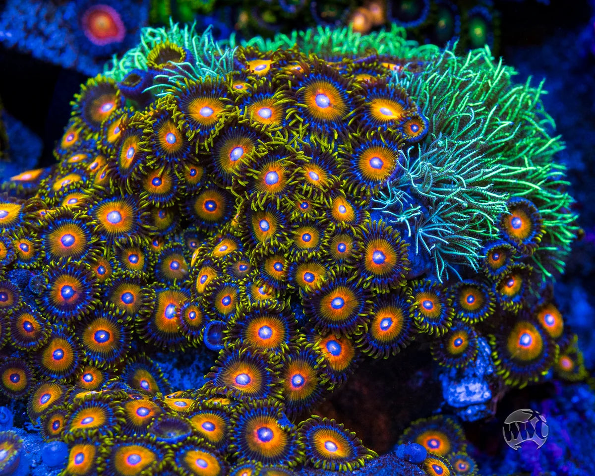 WWC Super Saiyan Zoanthids