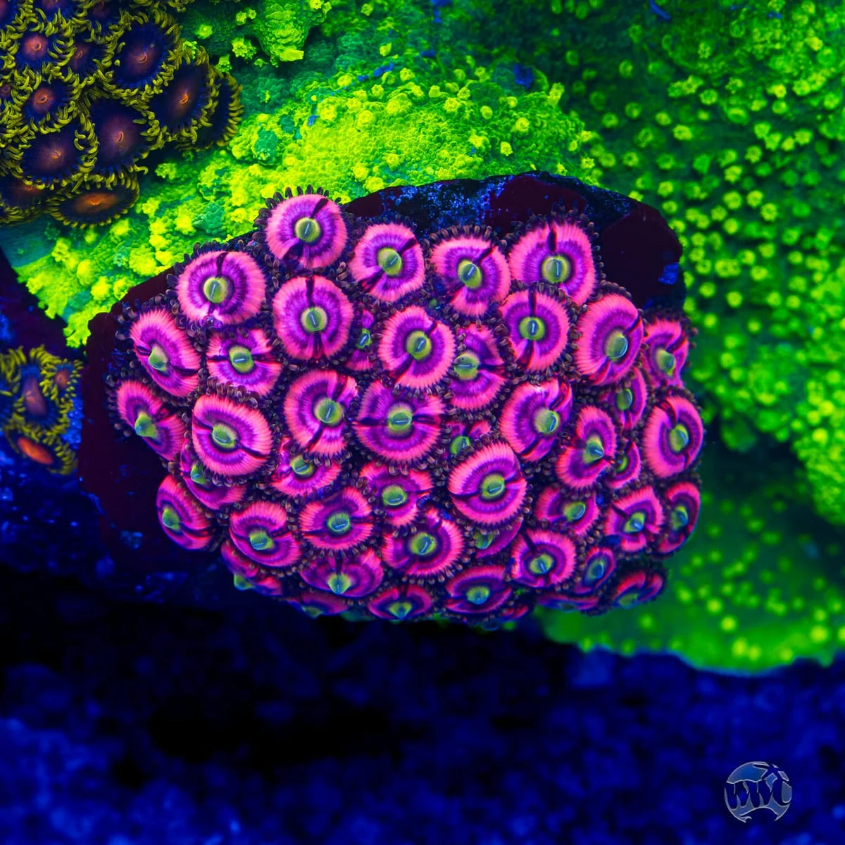 WWC Ultimate Bubblegum Pink Zoanthids