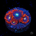 WWC Wildfire Zoanthids
