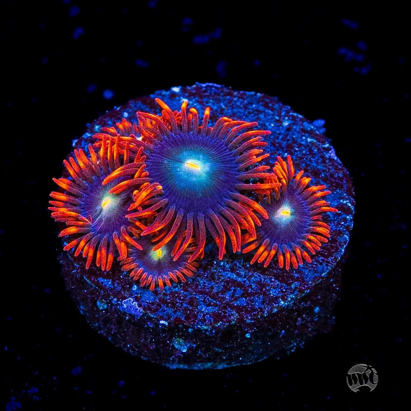 WWC Wildfire Zoanthids