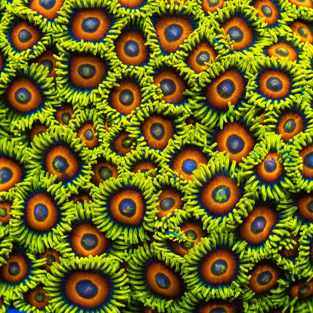WWC Wildflower Zoanthids