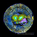 WWC | ECC Pikachu Zoa