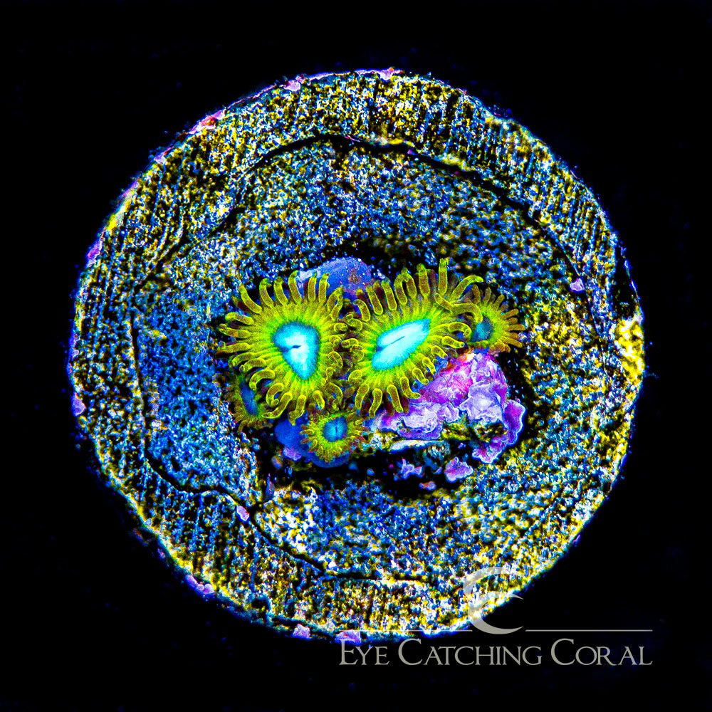 WWC | ECC Pikachu Zoa