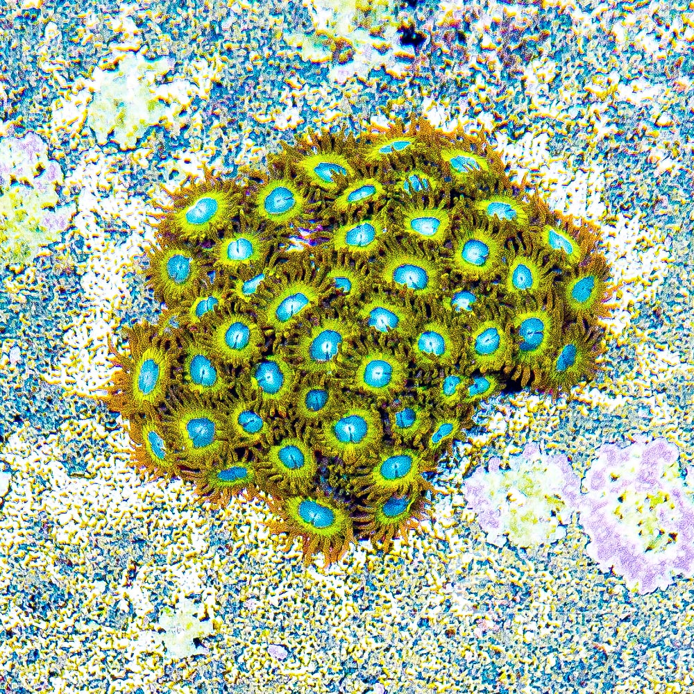 WWC | ECC Pikachu Zoa