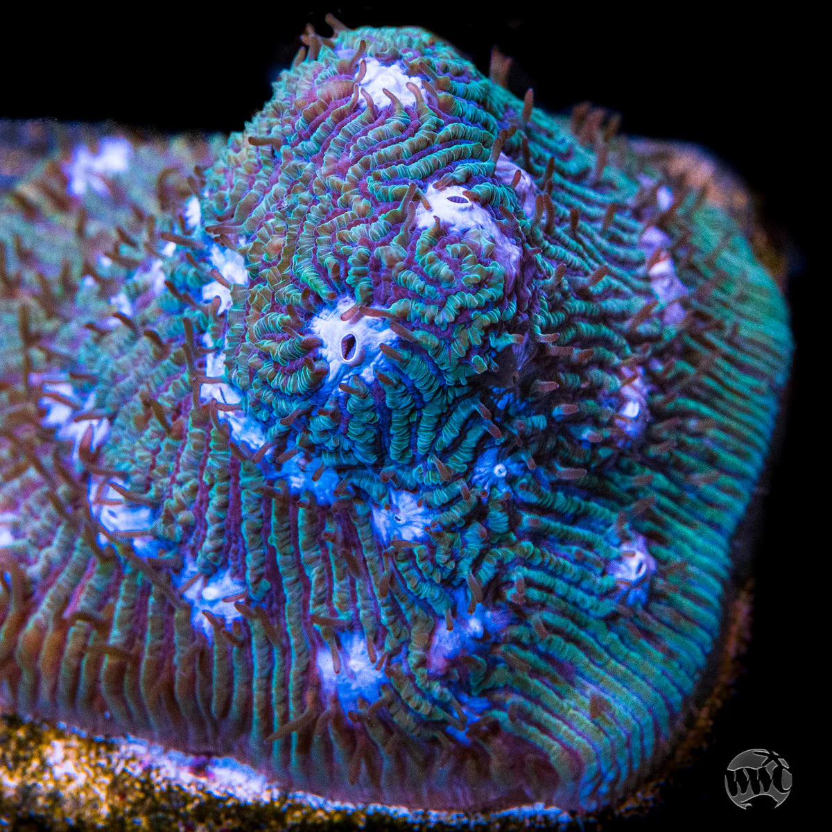 WWC Ice Sheet Lithophyllon