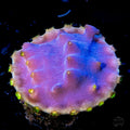 WWC Lakerz Turbinaria