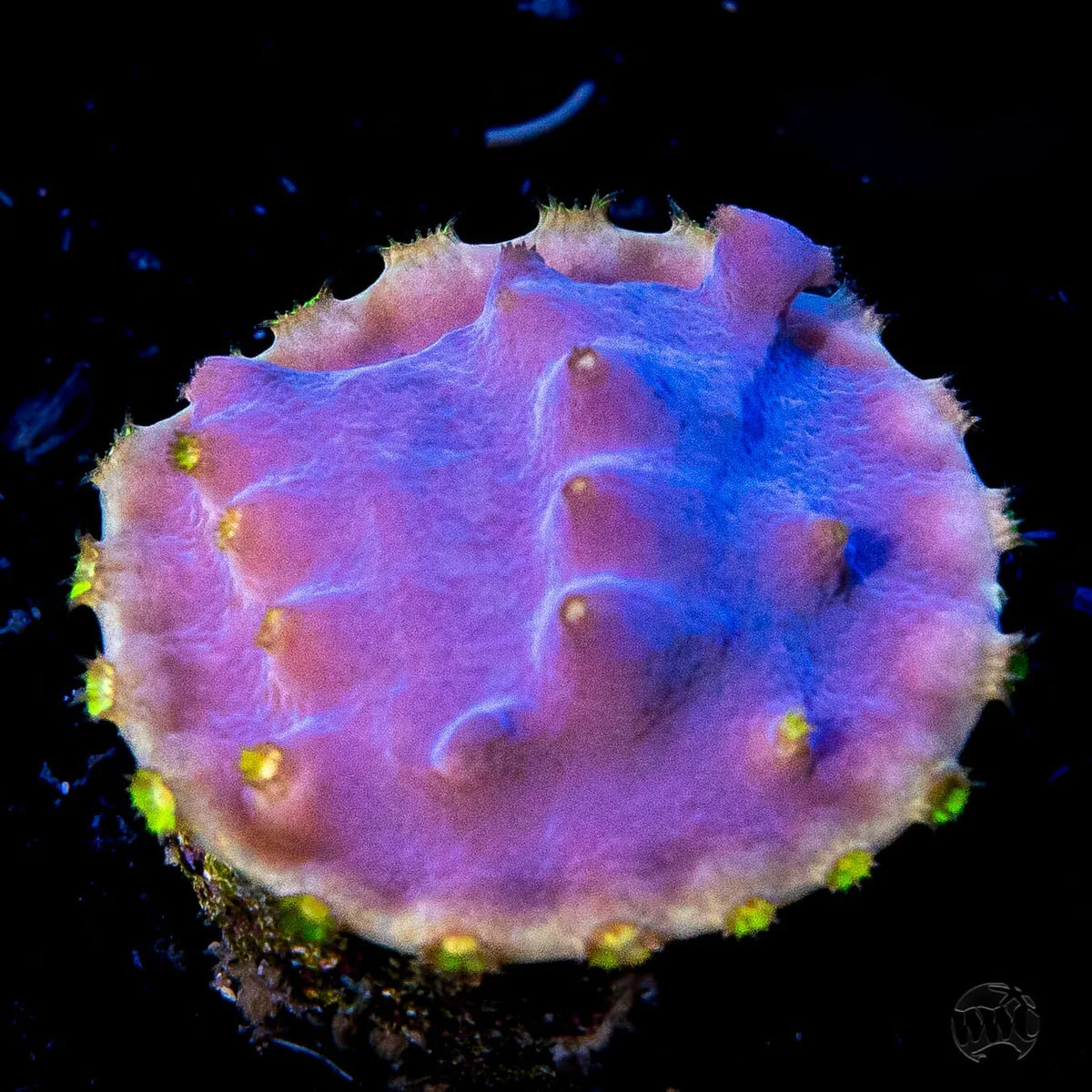 WWC Lakerz Turbinaria