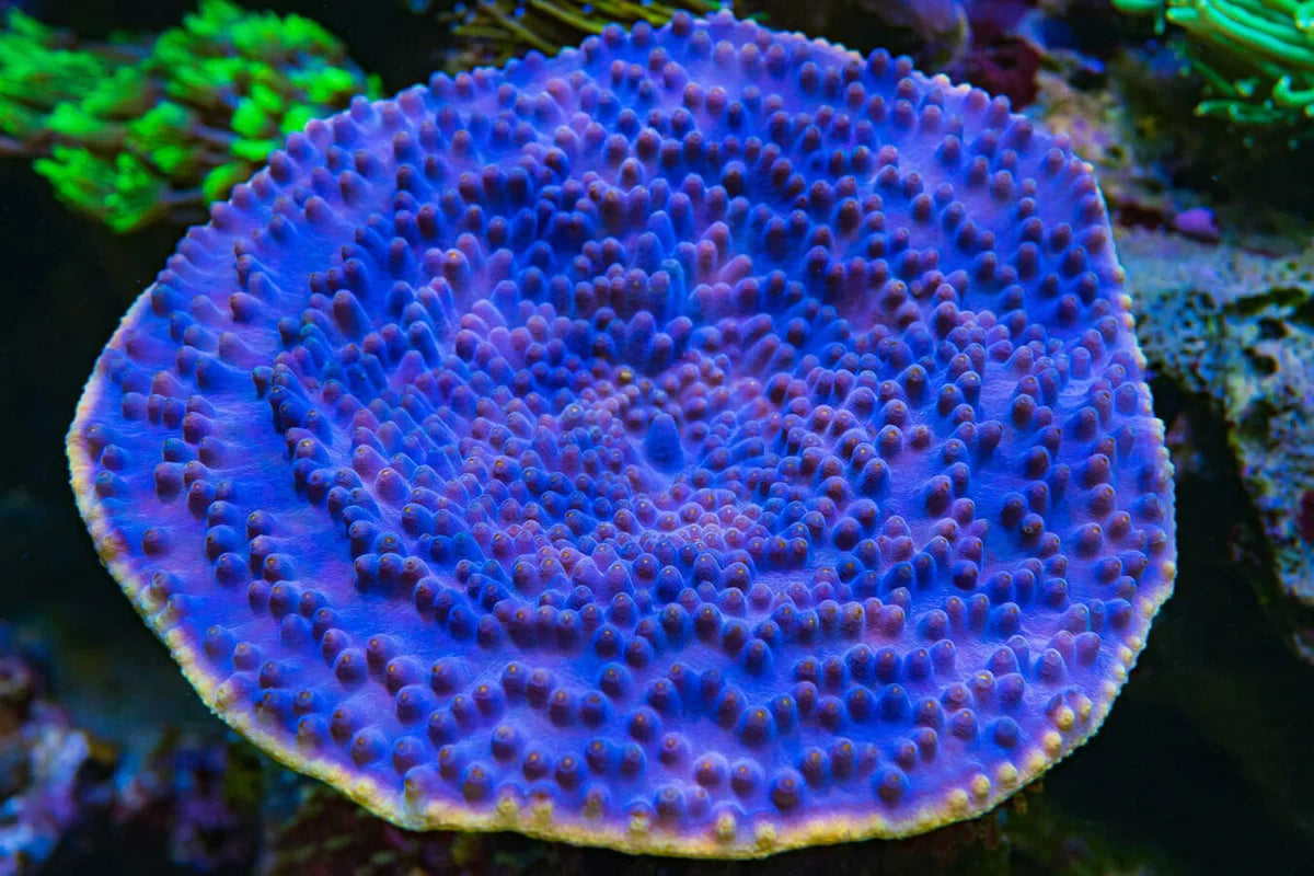 WWC Lakerz Turbinaria