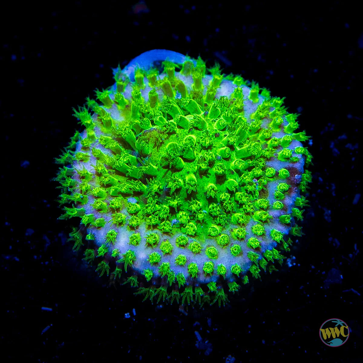 WWC Nightvision Stylocoeniella