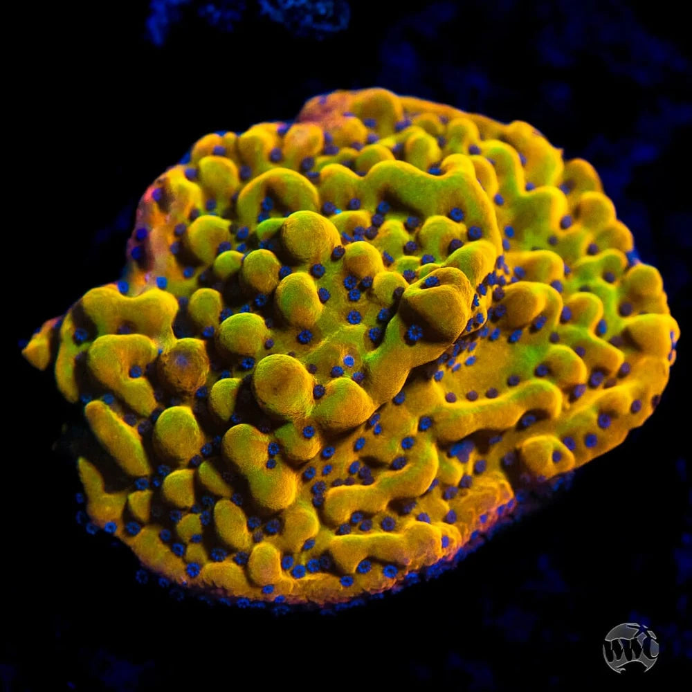 WWC Quicksand Montipora Coral