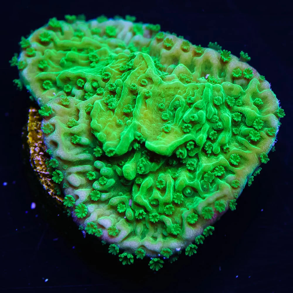 WWC Spearmint Montipora