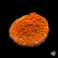 WWC Yellow Submarine Zoanthid