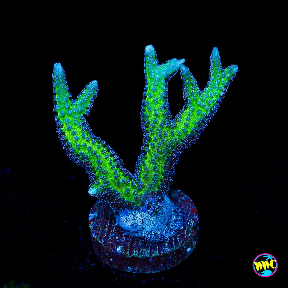 Purple Polyp Birds Nest