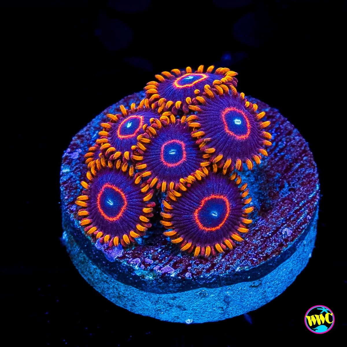 Red Hornet Zoanthid