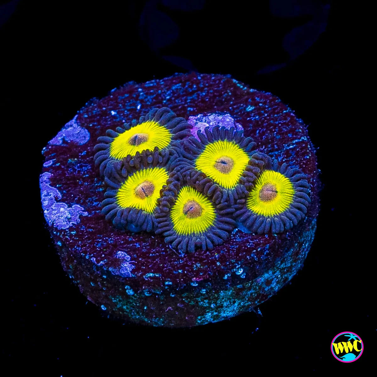 Golden Eye Zoanthid