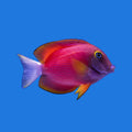 White Tail Yellow Eye Tang