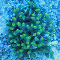 WYSIWYG Coral REAW70 - XL Bird's Nest