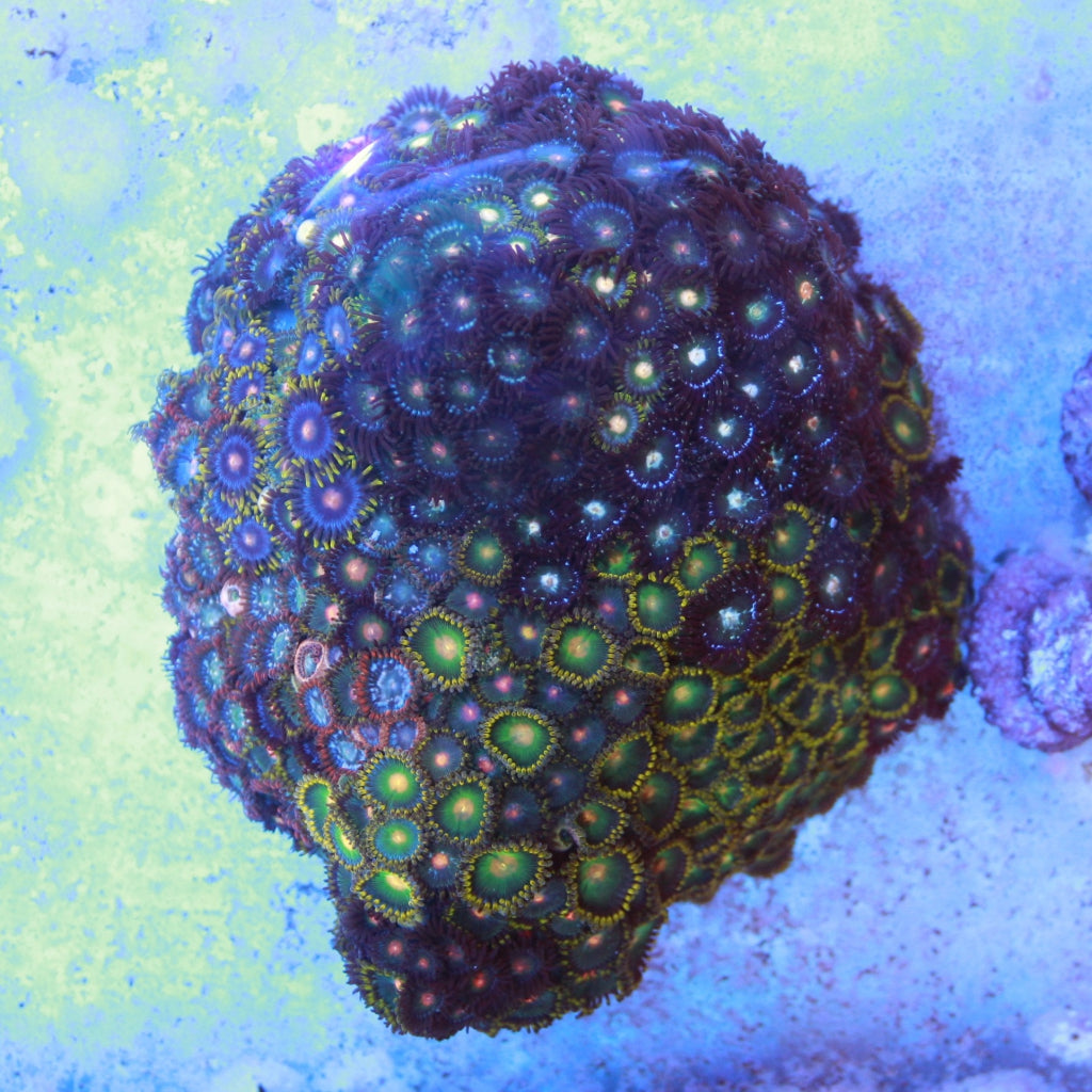 WYSIWYG Coral REAW22 - XL Zoa Colony