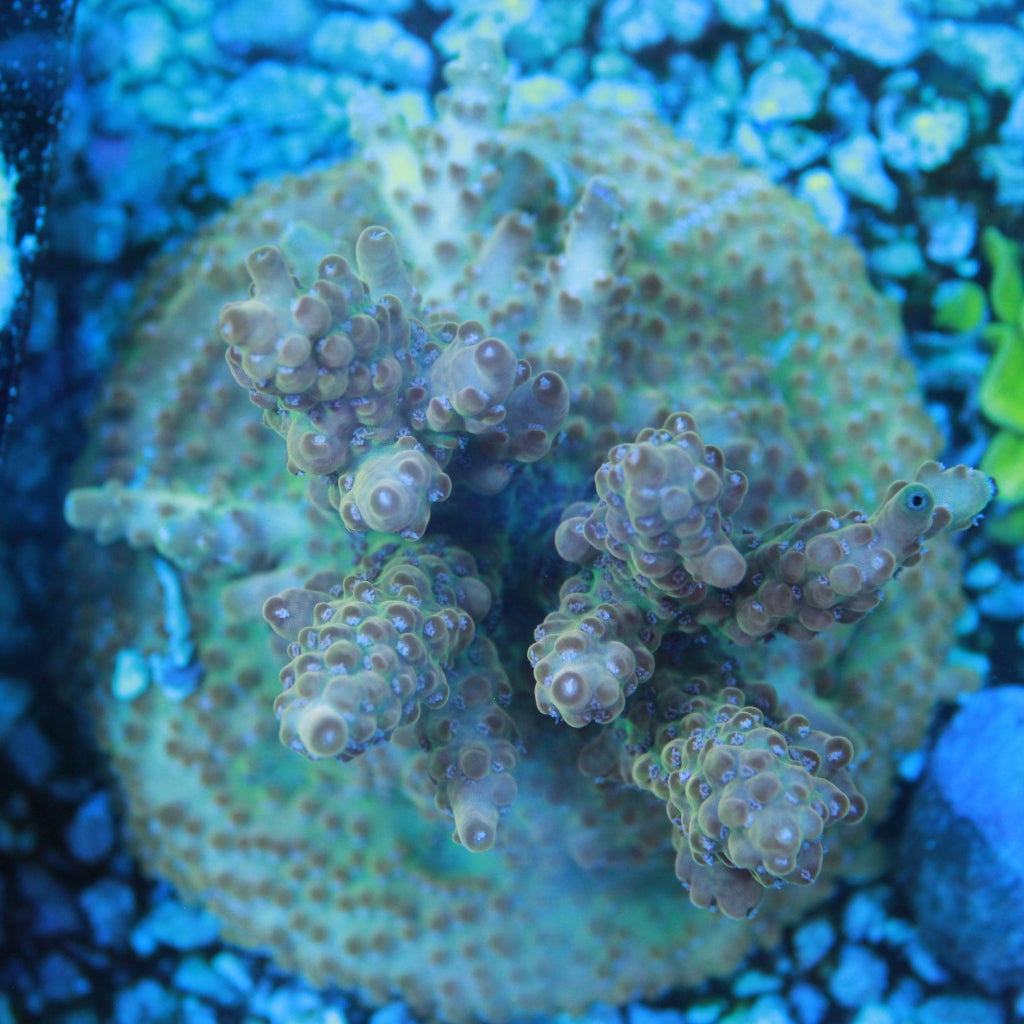 WYSIWYG Coral REAW80 - XL Gold Acropora Colony